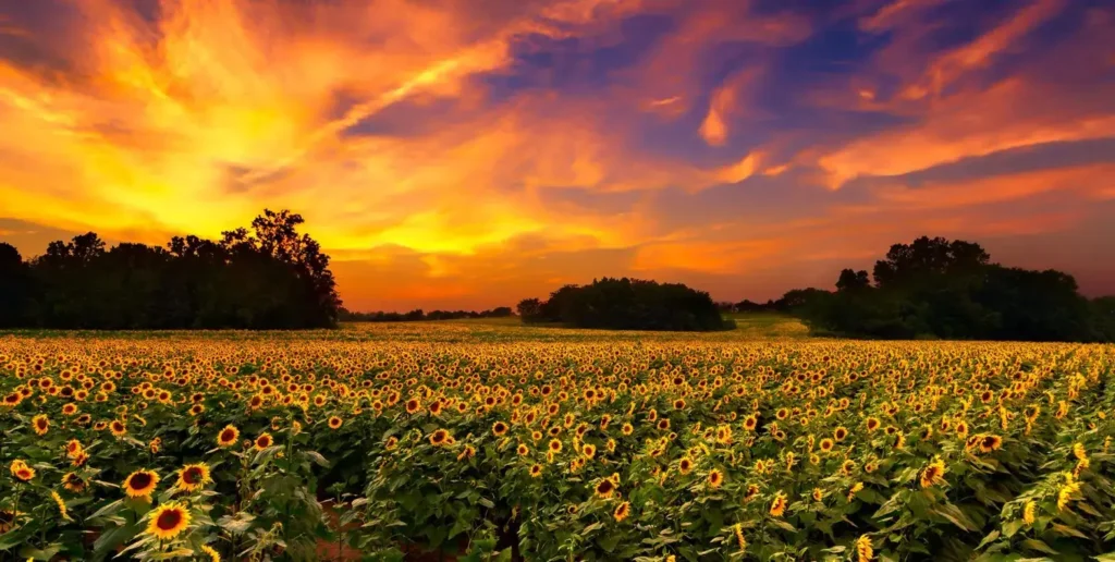 How to Become a BCBA in Kansas