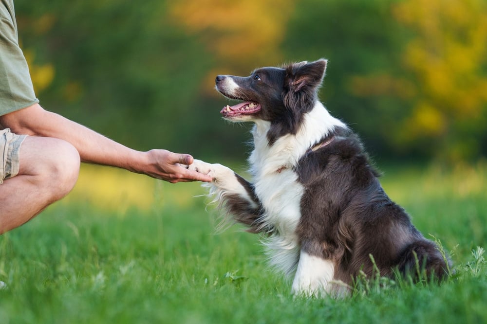 How to Work with Animals as an ABA How to Work with Animals as an ABA